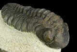 Bargain, Austerops Trilobite - Visible Eye Facets #119965-3